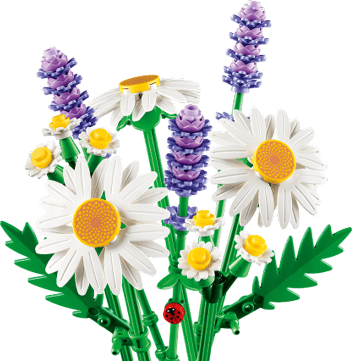 Botanicals Daisies